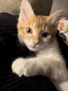 an orange and white kitten is laying on a black sweater