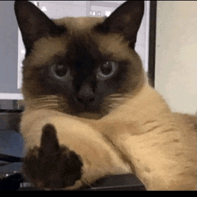 a siamese cat is giving the middle finger and looking at the camera