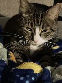 a cat laying on a blue and yellow blanket looking at the camera