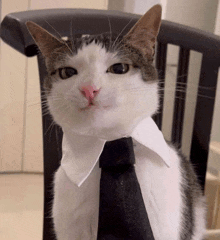 a cat wearing a black tie and white collar