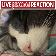 a black and white cat sleeping under a sign that says live @ssoggycat reaction