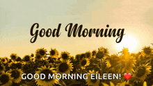 a picture of a field of sunflowers with the words good morning eileen