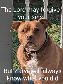 a picture of a dog with the words " the lord may forgive your sins but zarya will always know what you did " on it