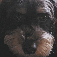 a close up of a dog 's face with a very dark background