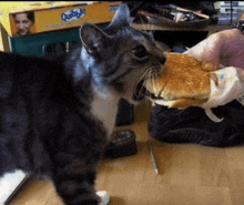 a cat eating a hamburger next to a box of quibble