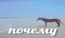 a blurry picture of a horse standing on a beach with the words " почему " in white letters