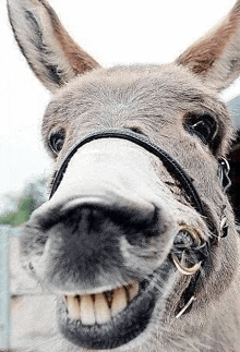 a close up of a donkey with a bridle on its nose .