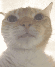 a close up of a cat 's face looking up at the camera