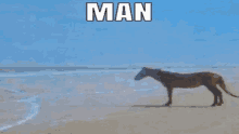 a horse is standing on a beach with the word man above it