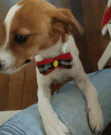 a brown and white dog wearing a red and black bow tie is sitting on a person 's lap .