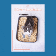 a kitten is sitting in a litter box with a blue background