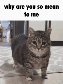 a cat is standing on a rug with a caption that says why are you so mean to me