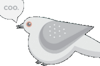 a bird with a speech bubble above it that says coo