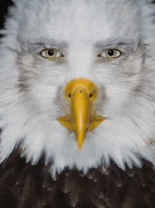 a close up of a bald eagle 's face with a long yellow beak