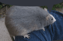 a gray rat is sitting on a person 's leg