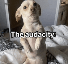 a small dog standing on its hind legs with the words " the audacity " written above it