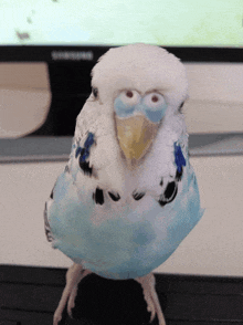 a blue and white parakeet with a yellow beak