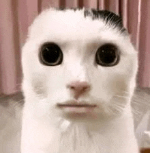 a close up of a white cat 's face with a mustache .