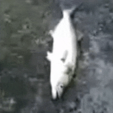 a white fish is laying on the shore of a lake