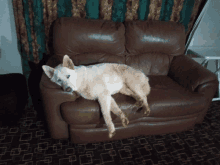 a dog laying on a brown leather couch in a living room