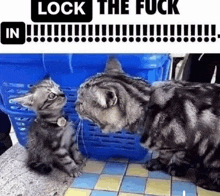 a cat and a kitten are looking at each other in a basket .