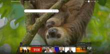 a microsoft bing page with a picture of a sloth on it