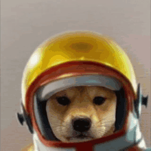 a dog is wearing a yellow helmet and a red and white hat .