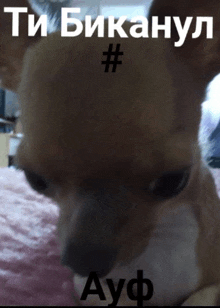 a picture of a dog with a hashtag # on its face