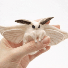 a person is holding a small white moth in their hand