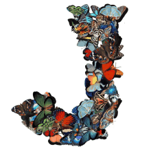 the letter j is made up of many different butterflies