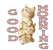 a couple of kittens sitting on top of each other with the words `` good morning '' written above them .