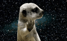 a meerkat is standing in front of a starry night sky