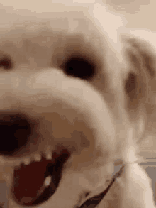 a close up of a white dog with its mouth open and its tongue out .