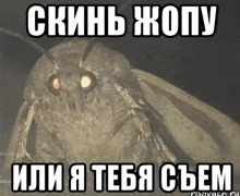 a picture of a moth with a caption that says " скинь жопу или я тебя съем "