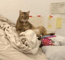 a cat is laying on a bed with a note taped to the wall that says ' a '