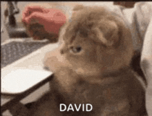 a cat is sitting in front of a laptop computer with the name david written on it .