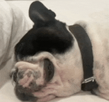 a black and white dog with a black collar is sleeping on a bed