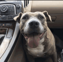 a dog is sitting in the driver 's seat of a car with a radio on the dashboard