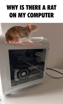 a picture of a rat on top of a computer case that says why is there a rat on my computer