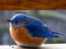 a blue and orange bird is sitting on a wooden table .