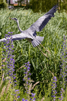 a bird is flying over a field of blue flowers