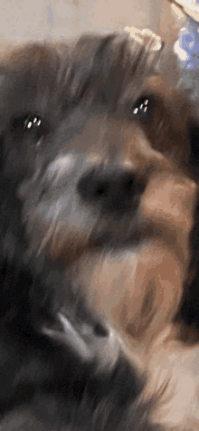 a close up of a dog looking at the camera with a blurry background