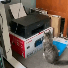 a cat standing next to a canon printer