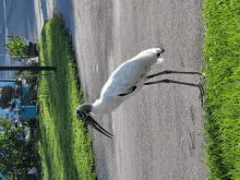 a bird with a long beak is walking down a road