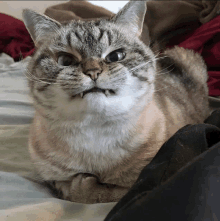 a cat is laying on a bed with its mouth open