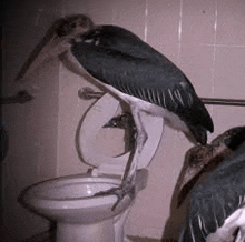 a bird is standing on a toilet in a bathroom .