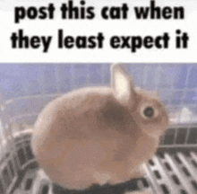 a brown rabbit is sitting in a cage with the caption `` post this cat when they least expect it '' .