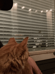 a cat is looking out a window with blinds