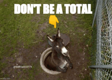 a donkey is sticking its head out of a manhole cover with the words " don t be a total " above it