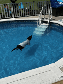 a dog is swimming in a pool with stairs leading to it